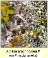 Athelia arachnoidea