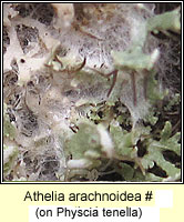 Athelia arachnoidea