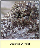 Lecania cyrtella