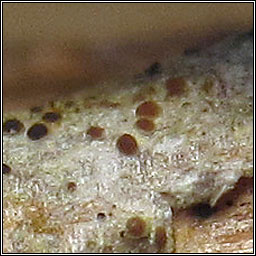 Lecania cyrtella