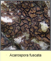 Acarospora fuscata