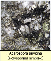Acarospora privigna (Polysporina simplex)
