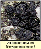 Acarospora privigna (Polysporina simplex)