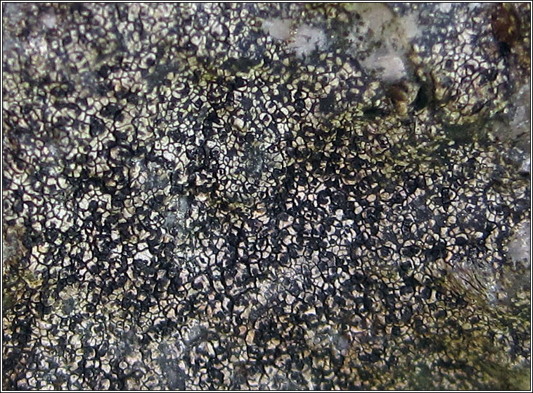 Buellia aethalea