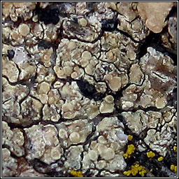 Lecanora polytropa