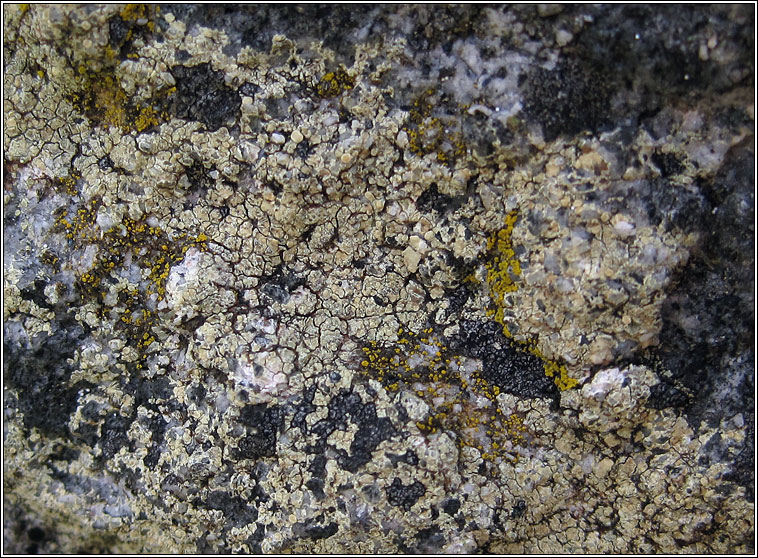 Lecanora polytropa