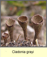 Cladonia grayi