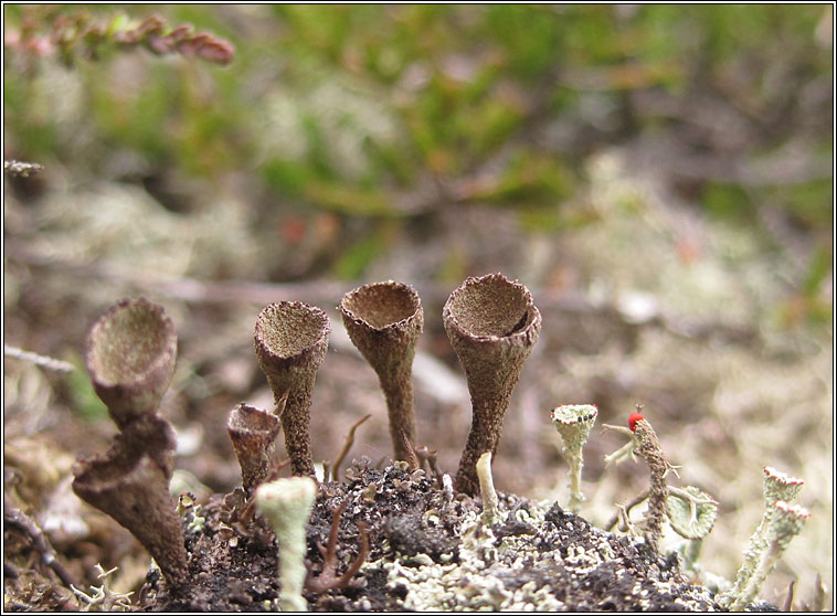 Cladonia grayi