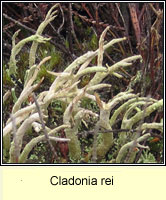 Cladonia rei