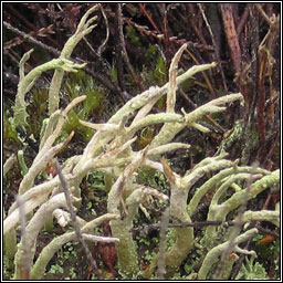 Cladonia rei