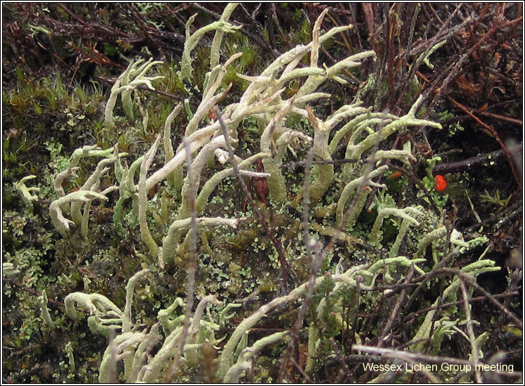 Cladonia rei