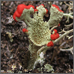 Cladonia coccifera sens str