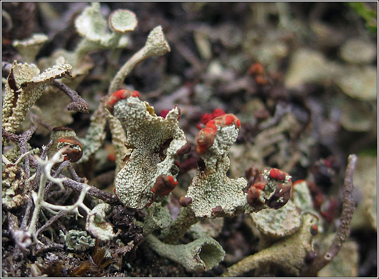 Cladonia coccifera sens str