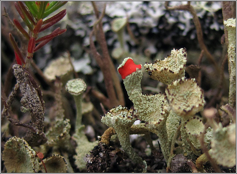 Cladonia coccifera sens str