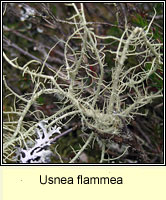 Usnea flammea