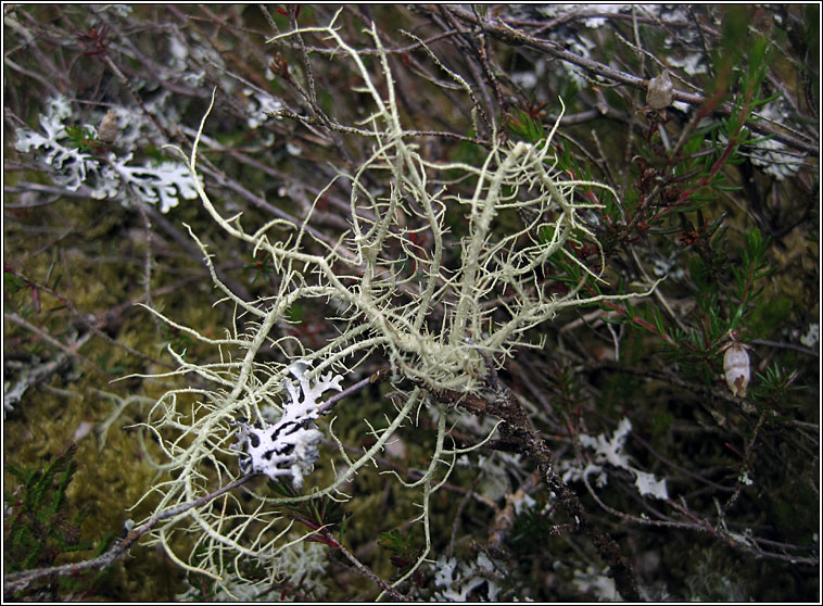 Usnea flammea