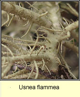 Usnea flammea