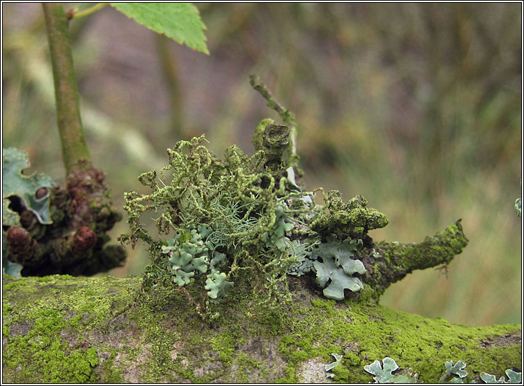 Usnea esperantiana