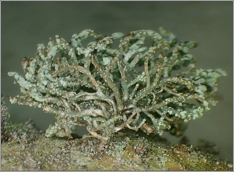 Usnea esperantiana