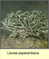 Usnea esperantiana