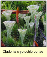 Cladonia cryptochlorophae