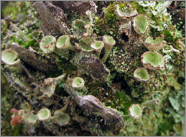 Cladonia cryptochlorophae