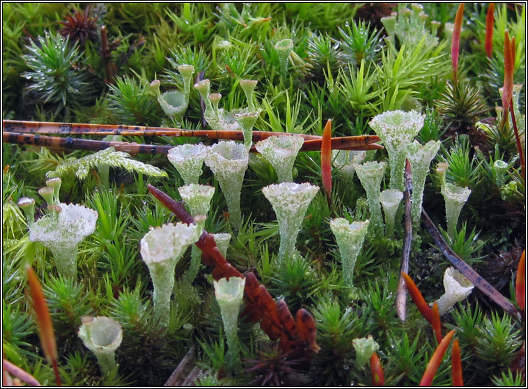 Cladonia cryptochlorophae