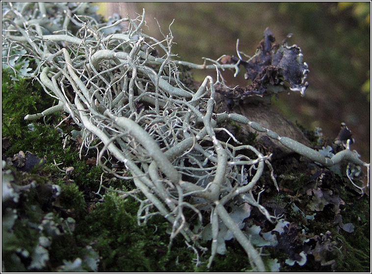 Usnea articulata