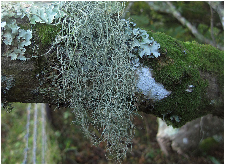 Usnea articulata