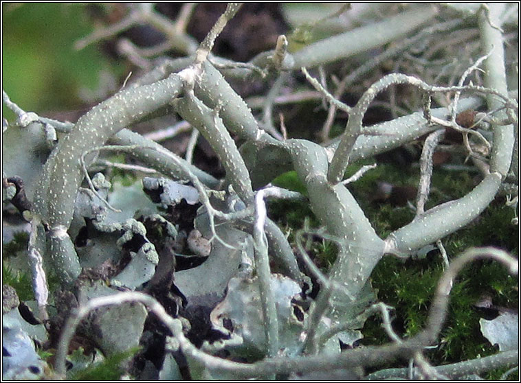 Usnea articulata