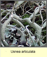 Usnea articulata