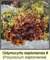 Polycoccum slaptoniense