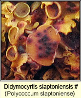 Didymocyrtis slaptoniensis (Polycoccum slaptoniense)