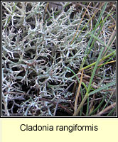 Cladonia rangiformis