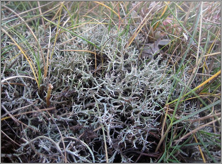 Cladonia rangiformis