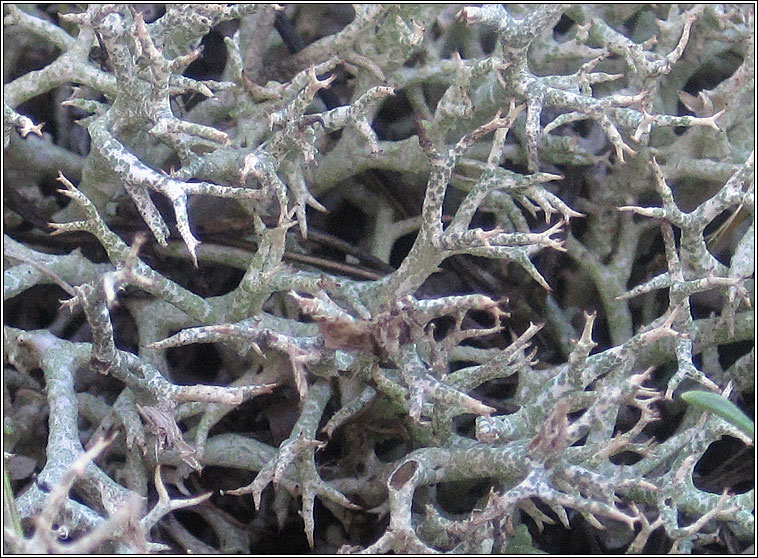 Cladonia rangiformis