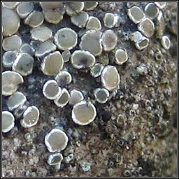 Lecanora salina