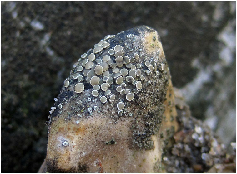 Lecanora salina