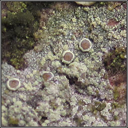 Lecanora barkmaniana