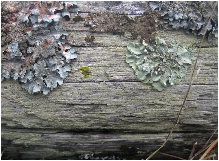 Lecanora barkmaniana