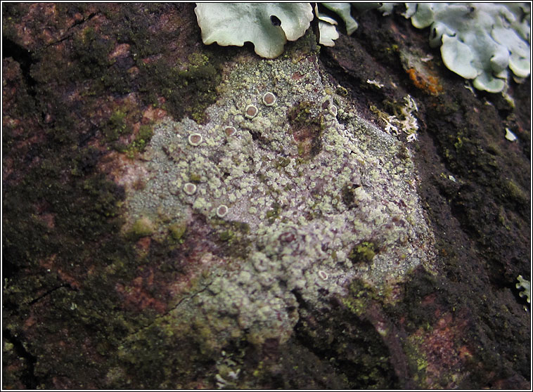 Lecanora barkmaniana, fertile