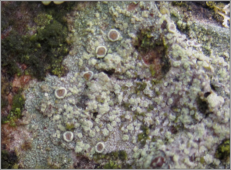 Lecanora barkmaniana, fertile