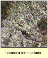 Lecanora barkmaniana