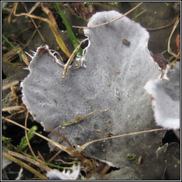 Peltigera canina