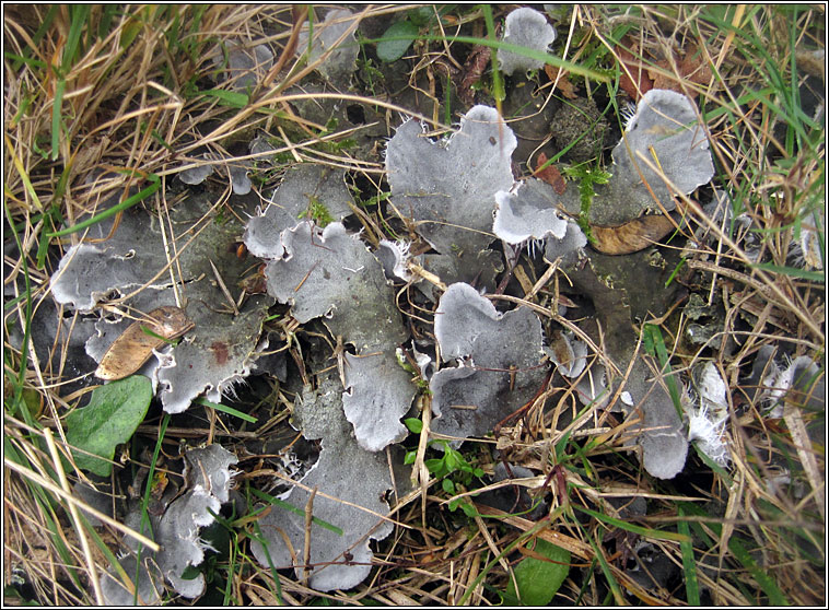 Peltigera canina