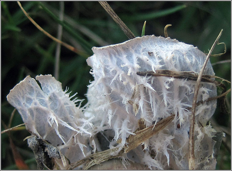 Peltigera canina