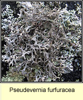 Pseudevernia furfuracea