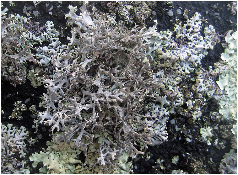 Pseudevernia furfuracea