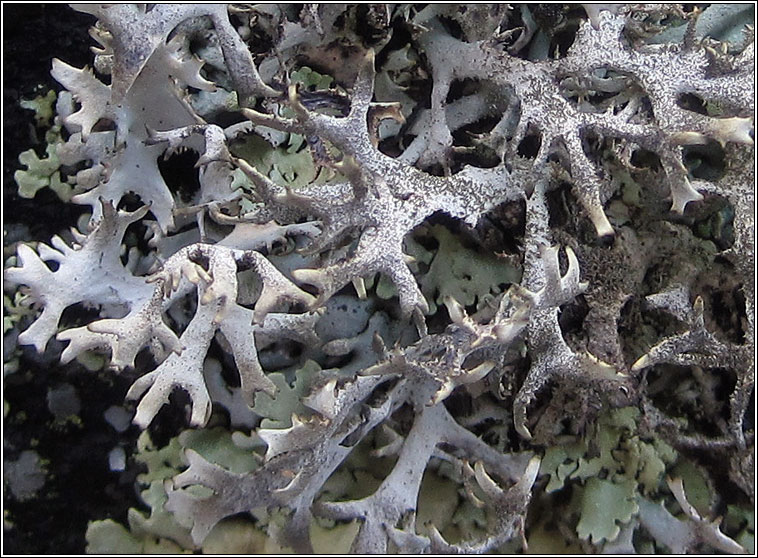 Pseudevernia furfuracea