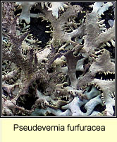 Pseudevernia furfuracea